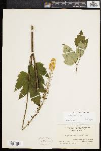 Actaea racemosa image