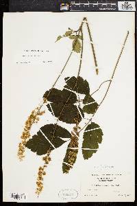 Actaea racemosa image