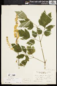 Actaea racemosa image