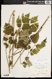 Actaea racemosa image