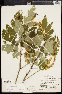 Actaea racemosa image