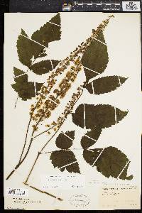 Actaea racemosa image