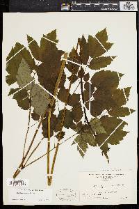 Actaea racemosa image