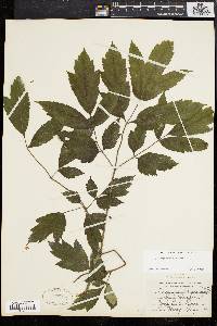 Actaea racemosa image