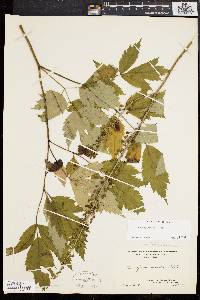 Actaea racemosa image