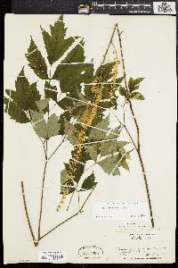 Actaea racemosa image