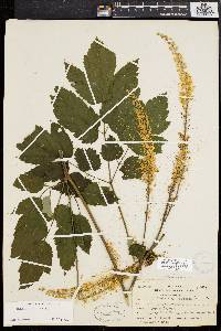 Actaea racemosa image