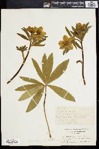 Helleborus viridis image