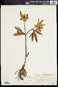 Helleborus viridis image