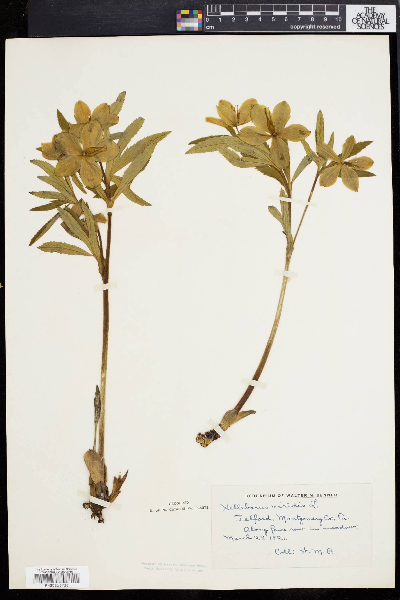 Helleborus viridis image