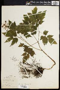 Actaea alba image