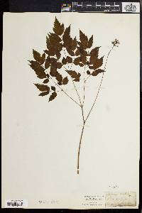 Actaea alba image