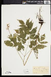 Actaea alba image