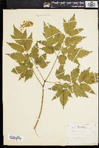 Actaea alba image