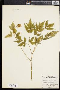 Actaea alba image