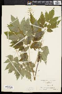 Actaea alba image