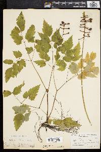 Actaea alba image