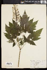 Actaea alba image