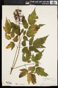 Actaea alba image