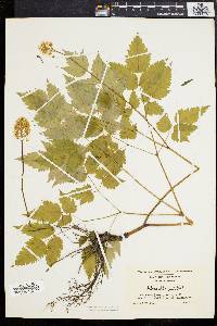 Actaea alba image
