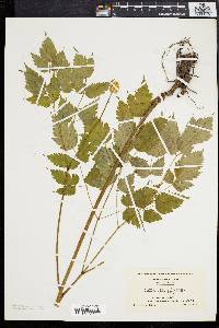 Actaea alba image