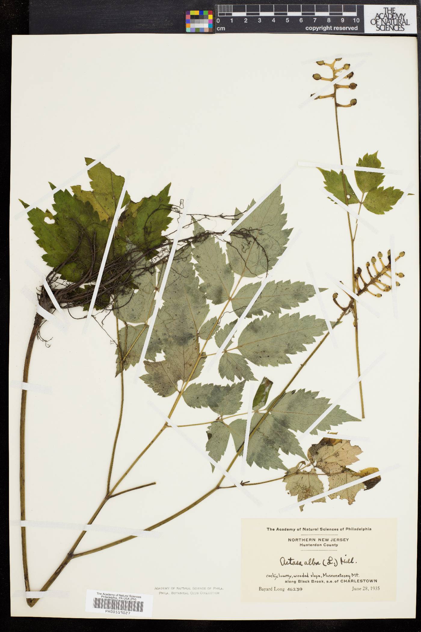 Actaea alba image