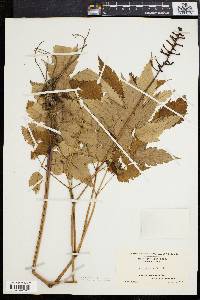 Actaea alba image