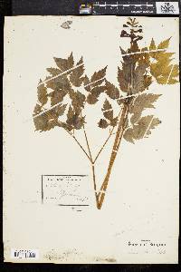 Actaea alba image