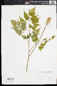 Actaea alba image