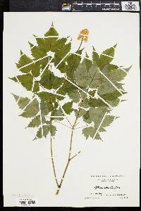 Actaea alba image