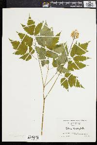 Actaea alba image