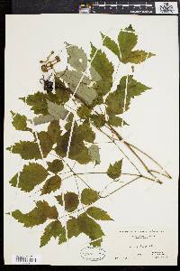 Actaea alba image