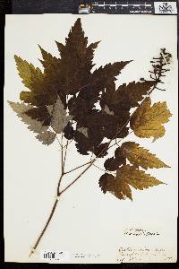 Actaea alba image