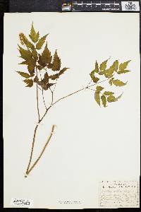 Actaea alba image