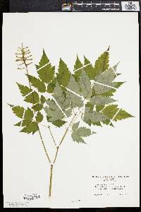 Actaea alba image