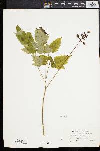 Actaea alba image