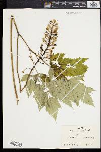 Actaea alba image