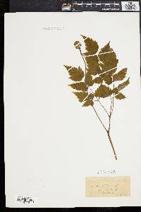 Actaea alba image