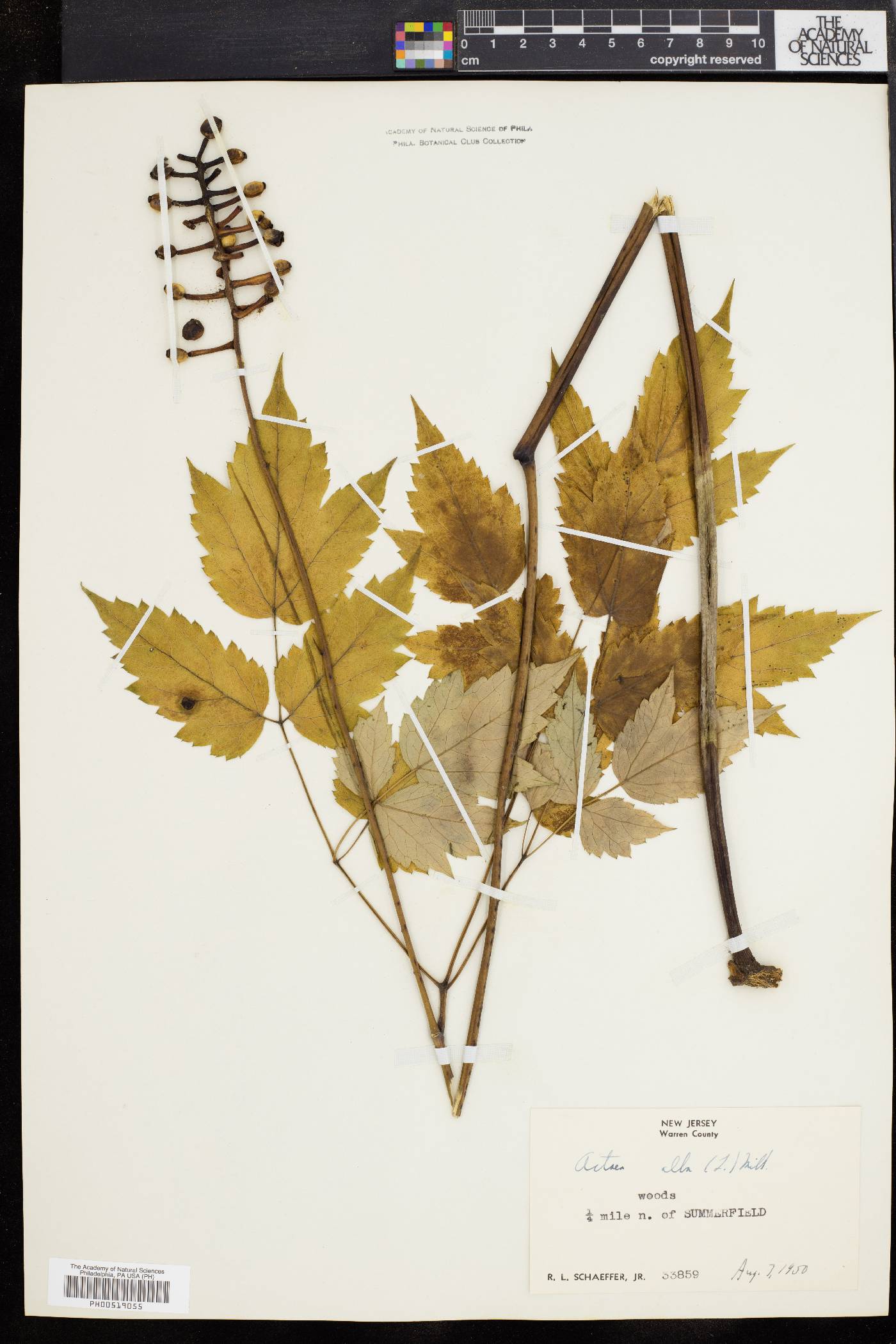 Actaea alba image