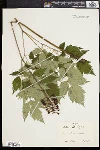 Actaea alba image