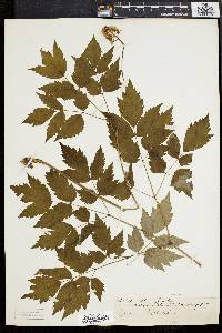 Actaea alba image