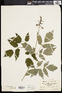 Actaea alba image