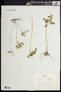 Anemonella thalictroides image