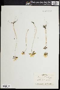 Anemonella thalictroides image