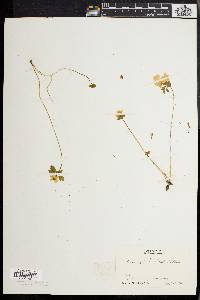 Anemonella thalictroides image