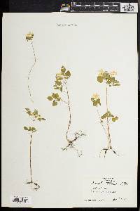 Anemonella thalictroides image