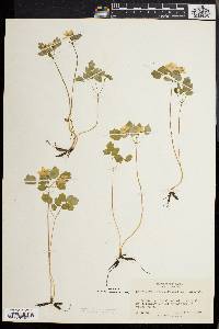Anemonella thalictroides image