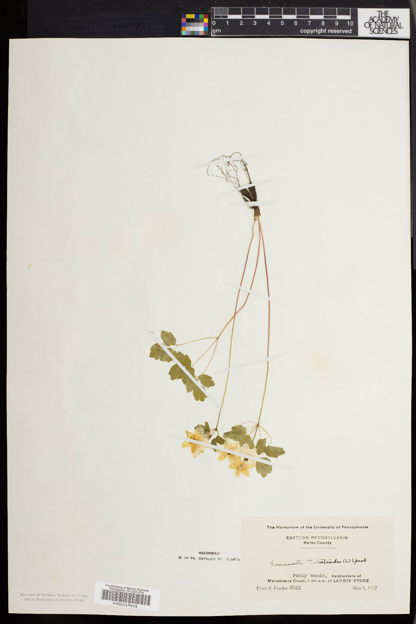 Anemonella thalictroides image