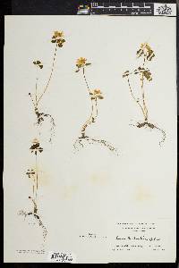 Anemonella thalictroides image