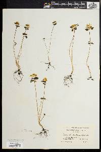 Anemonella thalictroides image